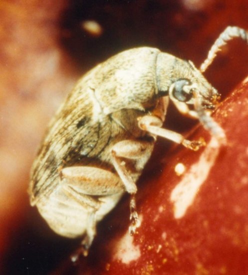 AMERICAN BEAN WEEVIL