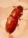 RED_RUST FLOUR BEETLE