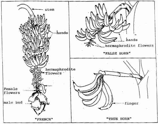 3 MAJOR TYPES OF PLANTAIN BUNCH (23KB)