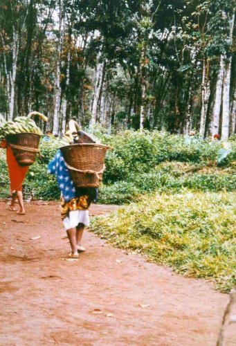 TRANSPORTATION OF BUNCHES OF PLANTAINS
