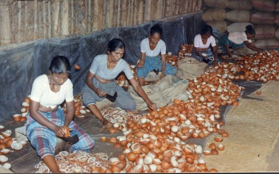 SUN_DRIED COPRA CUPS